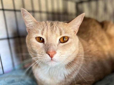 Oliver the cat in a wire kennel