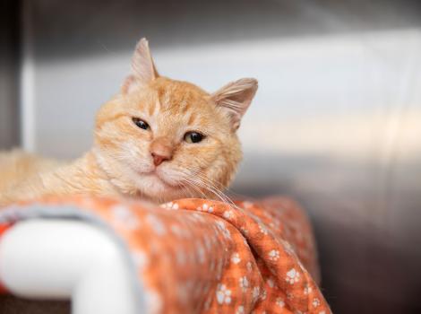 Otto the orange tabby cat lying on an orange blanket in a kennel