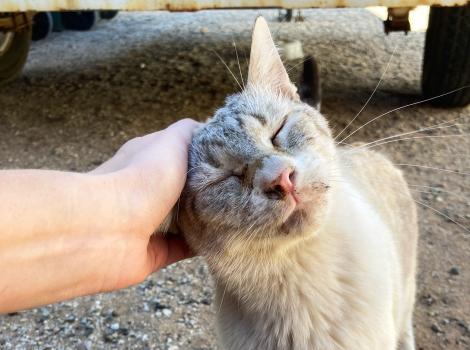 Mr. Business the cat getting scratching on his ear by a person and looking happy