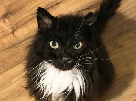 Porcini hte black and white cat sitting on a wood floor