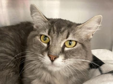 Littles the cat lying in a kennel