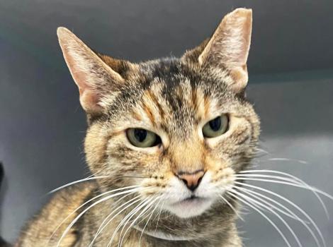 The torbi cat looking at the camera