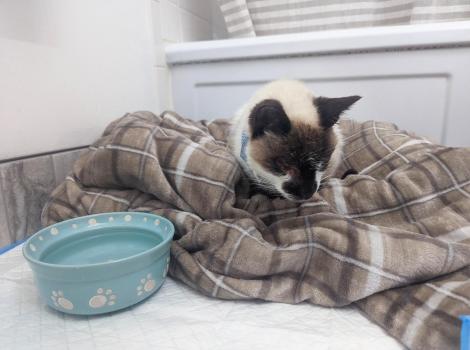 Spartacus the cat lying on a plaid blanket next to a blue bowl