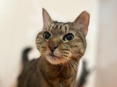 The face of Suzie the cat