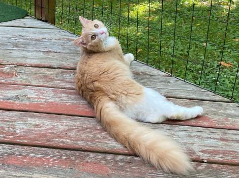 Tebow the cat lying outside in a catio