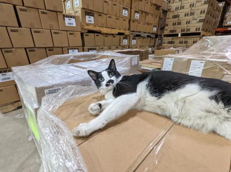 Krueger the cat lying on a box in the warehouse with stacks of boxes behind him