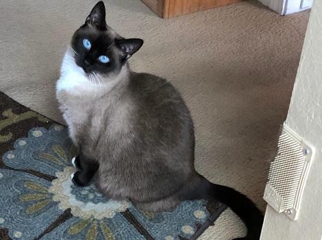 Zoey Crooks the cat sitting on the corner of a carpet