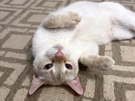 Phoenix the cat, lying upside down with paws up, on a carpet