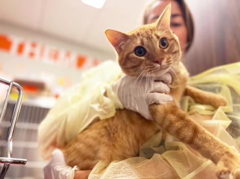 Person wearing gloves and a gown holding Tinkle the orange tabby cat
