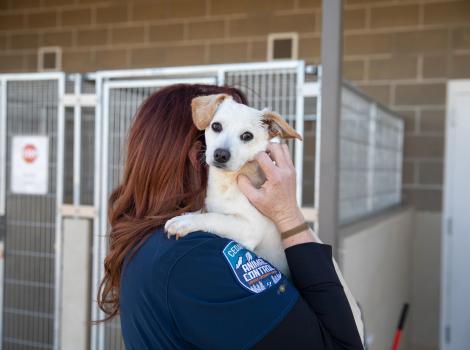 Person holding a small white dog in front of some kennels
