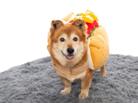 Small brown dog wearing a hot dog costume