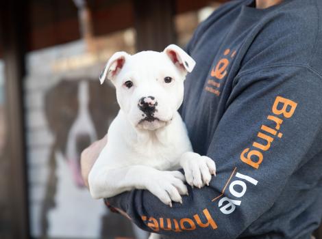 Person wearing a 'Bring love home' sweatshirt holding a white puppy