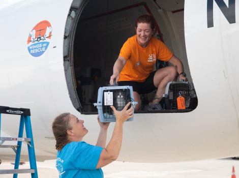 People unloading a cat in a carrier from a plane from a transport from Texas