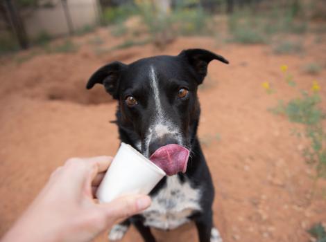 Black and white dog licking lips after tasting a Frosty Paws from a white cup being held by a person's hand