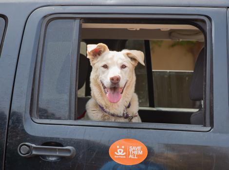Happy, smiling dog with tongue out looking out the window of a vehicle with a Save Them All magnet below him