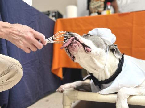 Dog licking a whisk