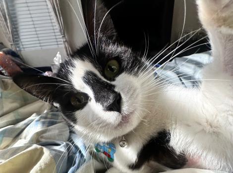 Chef the black and white cat lying on a bed with paws outstretched