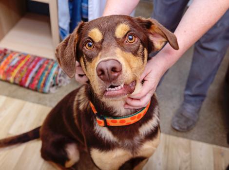 Person petting a brown and tan dog
