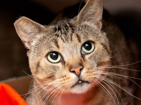 Tabby cat with tipped ear looking up and to the side