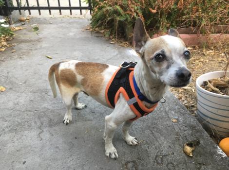 Special-needs dog who is in a foster home