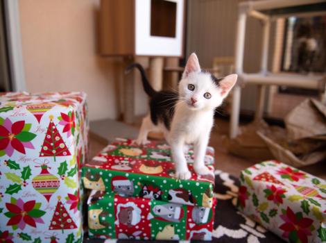 Kitten standing on wrapped Christmas presents