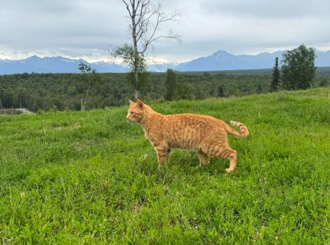 Milo the orange tabby cat outside on green grass