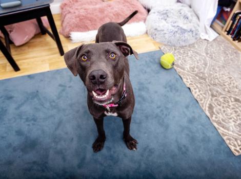 Black dog in a home environment