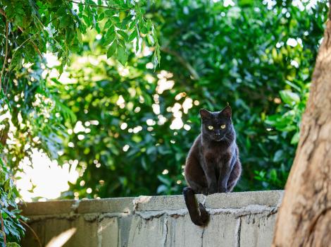 Black cat outside sitting on a fence