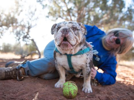 Cobra the English bulldog with a smiling person behind him and a toy ball in front of him