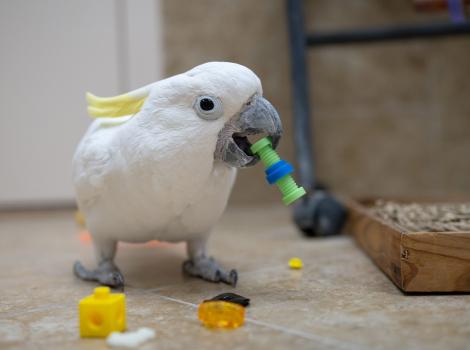 Spiderman the cockatoo holding a toy in his beak