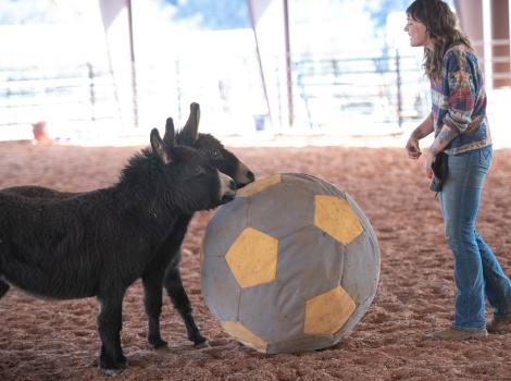 Annie and Coco the donkeys playing with a large ball with a person watching