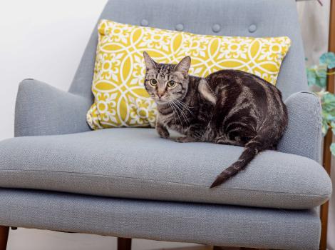 Coconut the tabby cat on a gray chair with a yellow and white print pillow