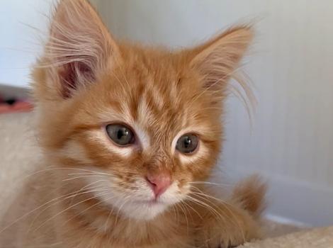 The head of Colt, the orange tabby kitten
