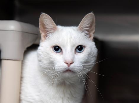 White, shorthair cat