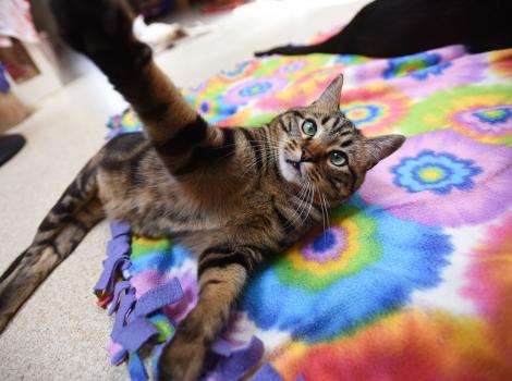 Cory the cat with one paw up, lying on a tie-dyed blanket