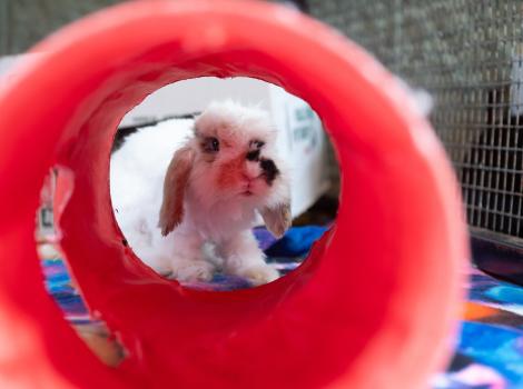 Cranberry the rabbit looking through a red tunnel toy