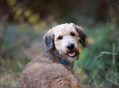 Happy dog smiling outside in a field