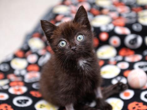 Cubby the black kitten with white spot on chest sitting on a multicolored blanket