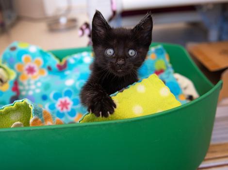 Black kitten in a green plastic bed filled with blankets