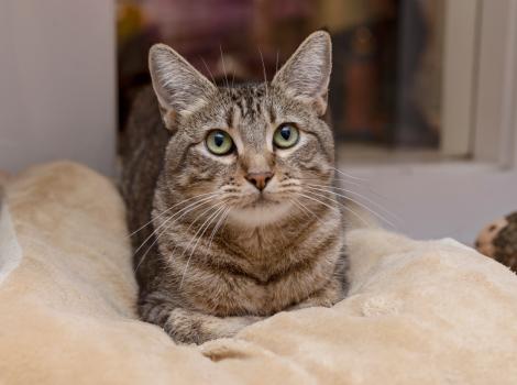 Brown tabby cat lying on a blanket