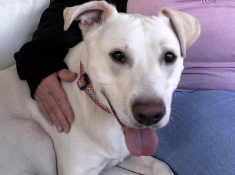 Daisy the dog, lying next to a person whose hand is hugging her