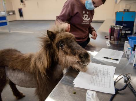 Person petting a miniature horse while she gets treatment