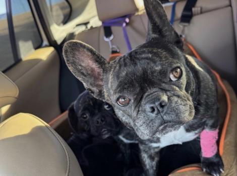 Two black dogs in the back of a vehicle