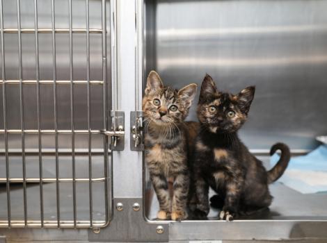 California Animal Welfare Funders Collaborative awards $200,000 in grants to animal shelters across the state