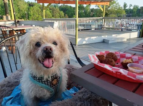 Cream Puff the dog smiling with tongue out, next to a tray of food