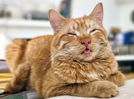 Orange tabby cat with eyes closed and tongue sticking partly out