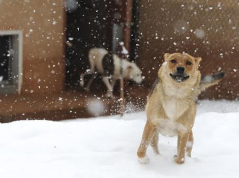 Dog running in snow