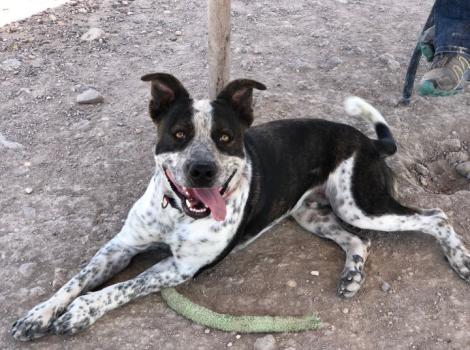 Dez the dog lying down with tongue out