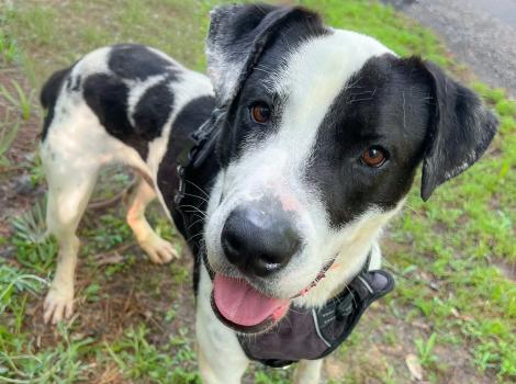 Diesel, a black and white dog, standing on some grass