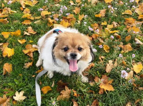 Gouda the Pekingese mix dog in the grass surrounded by fallen leaves